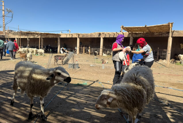 Tour de 8 días y 7 noches desde Marrakech al Desierto del Sáhara y la Costa Atlántica de Essaouira