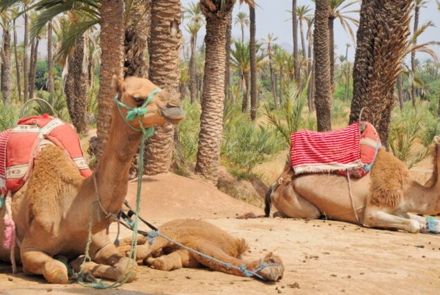 Excursión y Actividades en el Palmeral de Marrakech