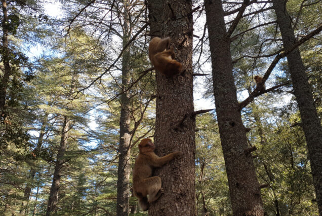 Excursión 3 días y 2 noches desde Marrakech a Fez por el desierto de Merzouga