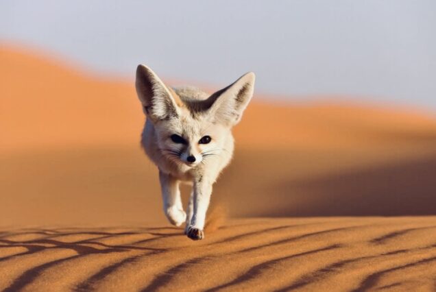 Viaje al Desierto Marruecos en Puente del Pilar Octubre