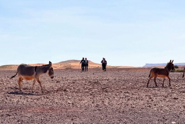 Trekking y Senderismo en el Desierto: Aventura en dunas Sahara
