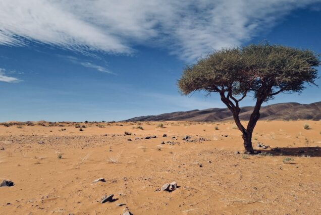 Trekking y Senderismo en el Desierto: Aventura en dunas Sahara