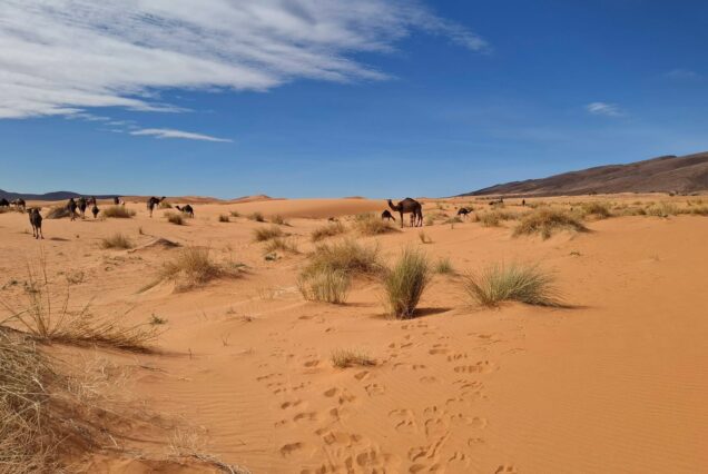 Trekking y Senderismo en el Desierto: Aventura en dunas Sahara