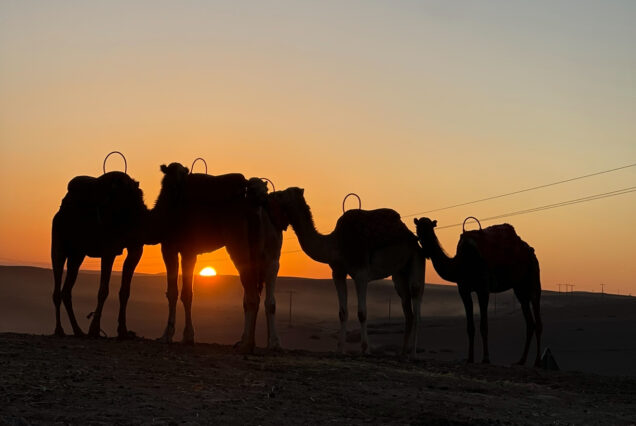Excursión de un día desde Marrakech: Valle de Ourika, Cascadas de Setti Fatma y Desierto de Agafay